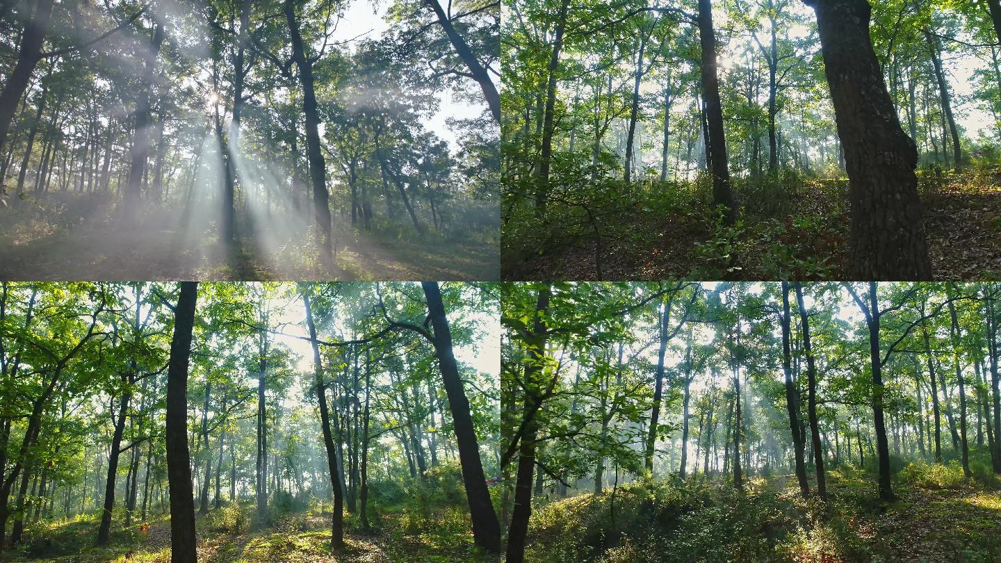 实拍唯美的森林阳光4K
