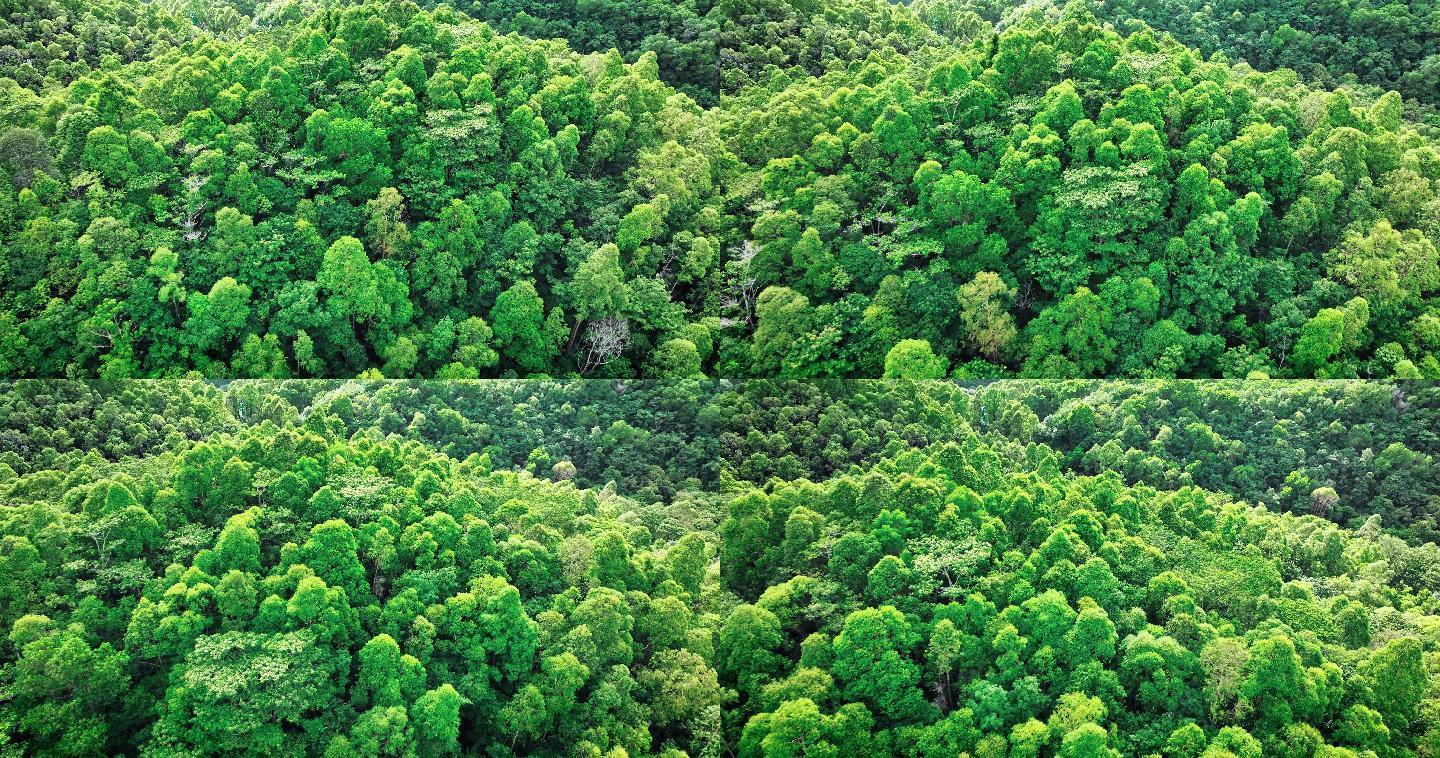 【正版素材】绿色森林0029-c