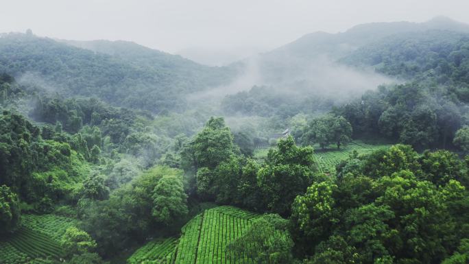 雾茶山茶山美景茶场种植茶叶