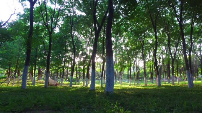 光影变化绿叶树林早晨阳光光线树林生态环境