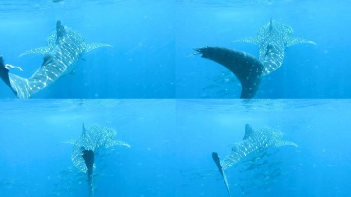 （慢动作）向船游来的鲸鲨（Rhincodon类型）。地点位于泰国克拉比的安达曼海。这是原始本能动物行
