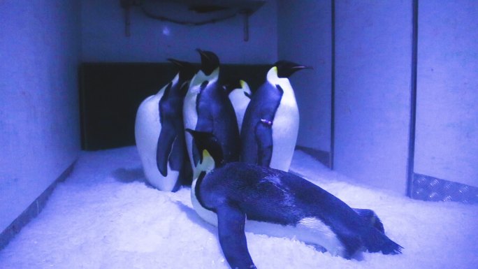 海洋公园 企鹅 海洋生物 休闲娱乐