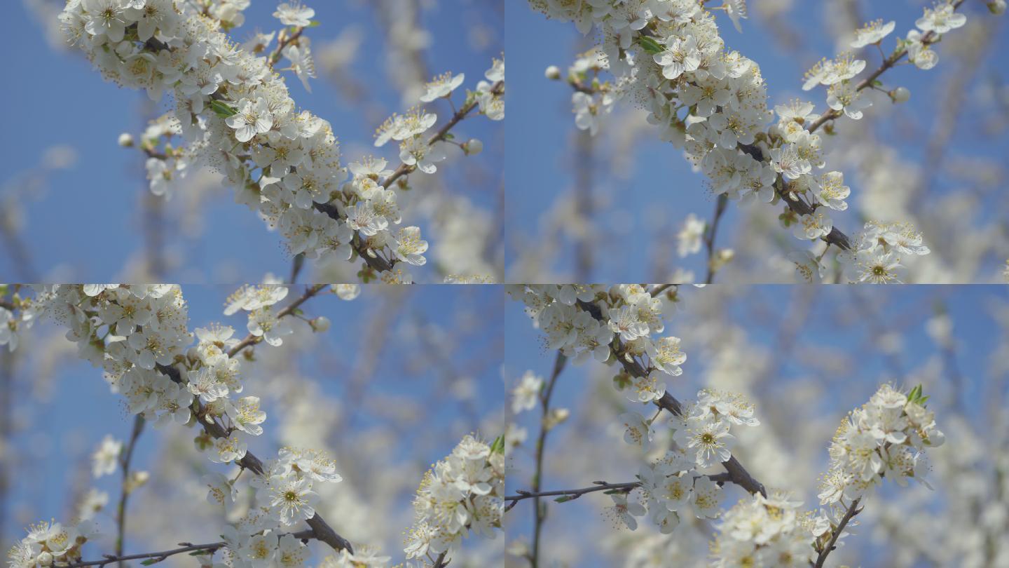 视频中，一棵梅花在蓝色背景下绽放和生长。盛开的李属小白花。4K视频剪辑比例为9:16。