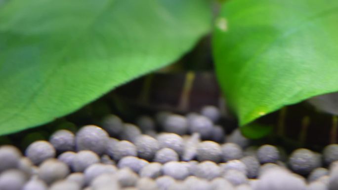 【镜头合集】微距水族箱鼠鱼底栖鱼进食