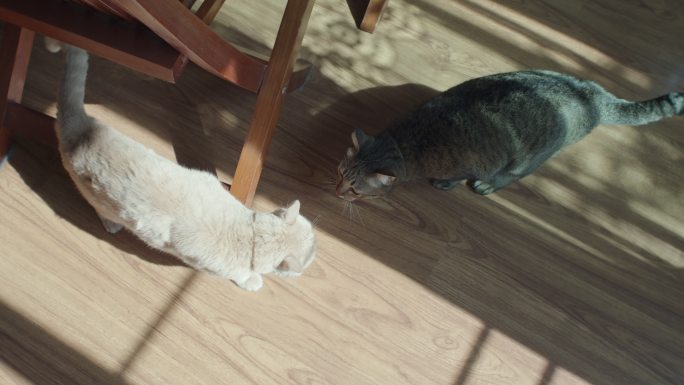 地板上有两只猫交配求偶