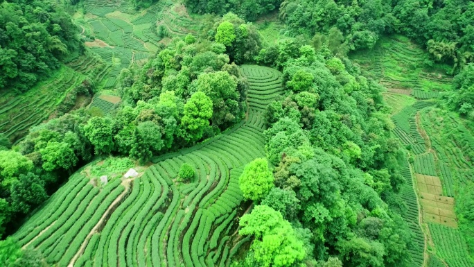 四川大地指纹茶园航拍