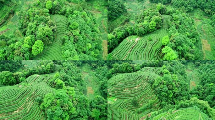 四川大地指纹茶园航拍