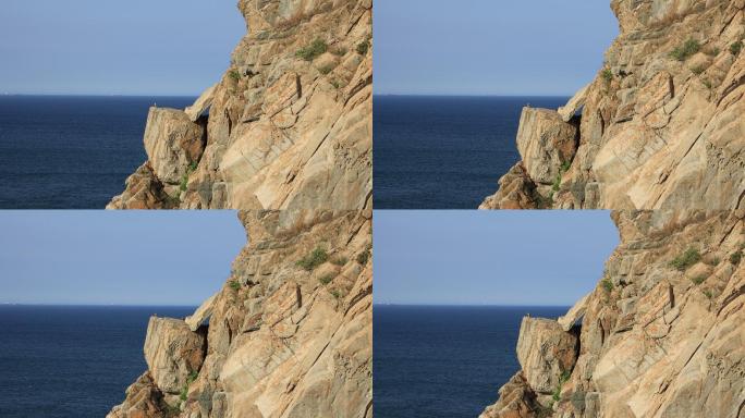 海边的礁石山崖和一只游隼
