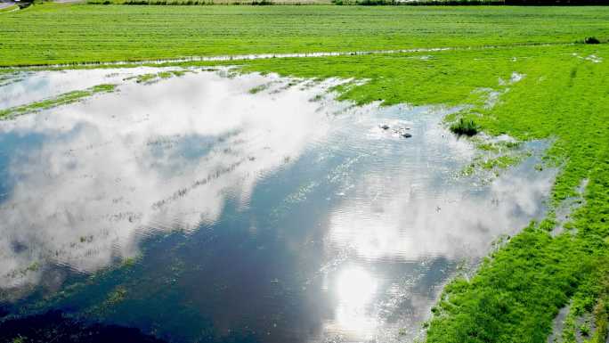 荷兰天鹅科湿地的航空镜头