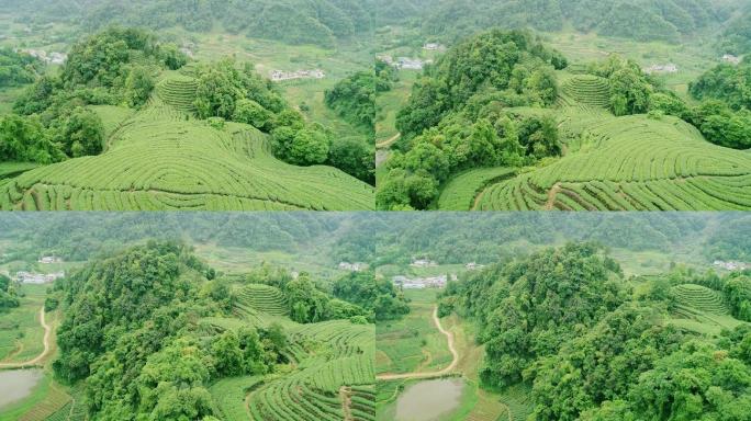 四川雅安名山大地指纹茶园航拍