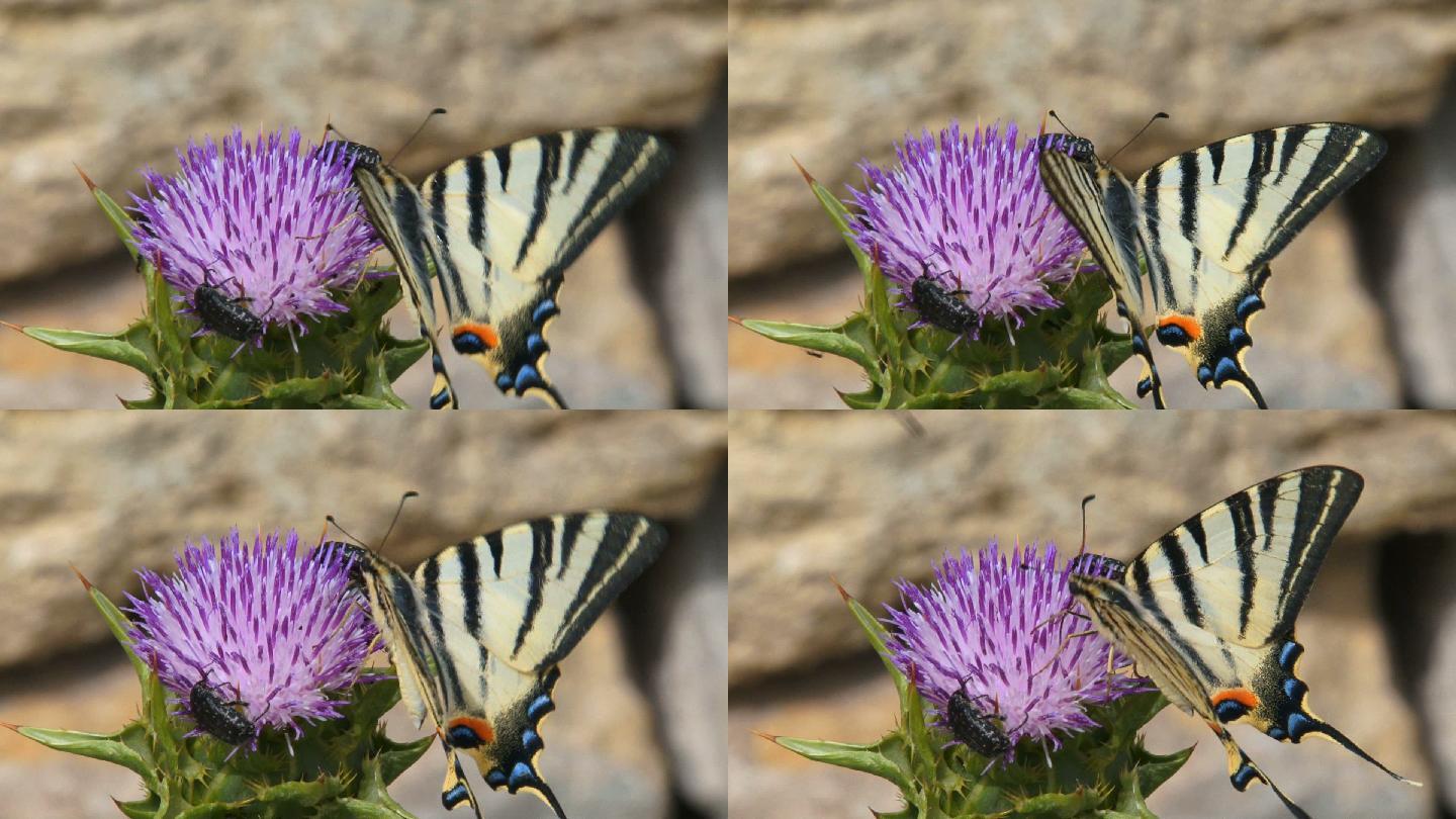 一只美丽蝴蝶的特写镜头
