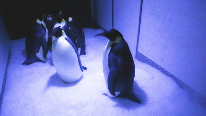 海洋公园 企鹅 海洋生物 动物特写