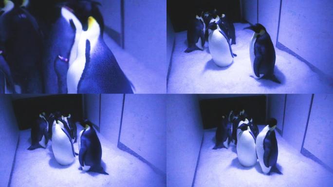 海洋公园 企鹅 海洋生物 动物特写