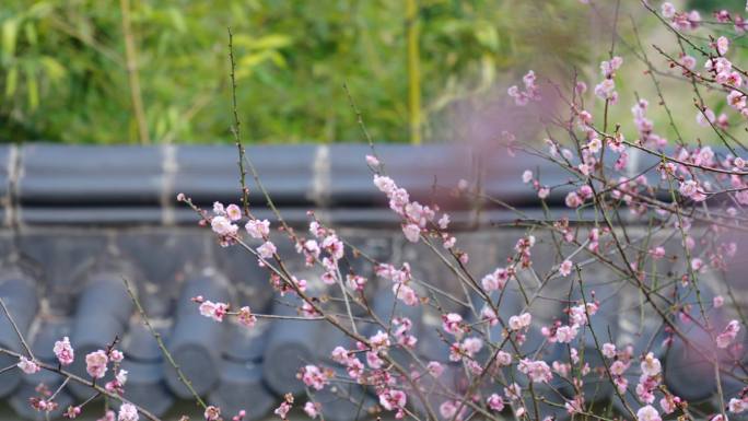 冬梅花粉色梅花枝头梅花