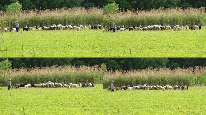 羊群在草地觅食