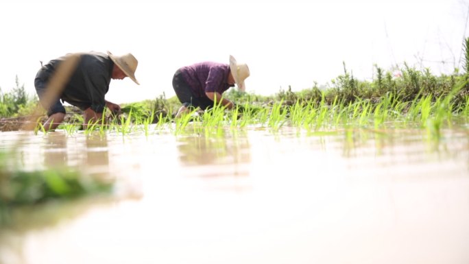 插秧水稻插稻稻苗种植务农农民劳作C016