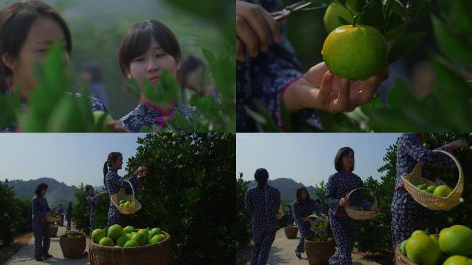 原创果园丰收，一群美女采摘鲜果