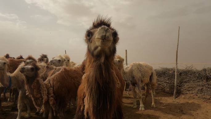 圈骆驼收驼毛