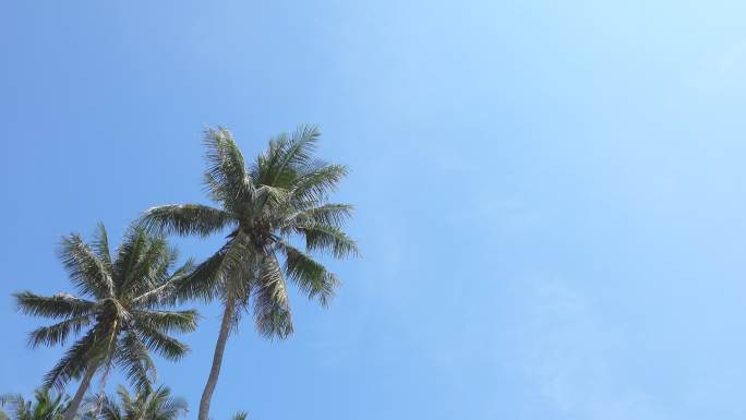 蓝天上的棕榈树旅游放松心情热带树木