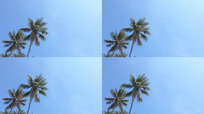 蓝天上的棕榈树旅游放松心情热带树木