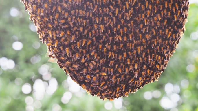 许多蜜蜂在蜂巢上爬行，背景是波基灯