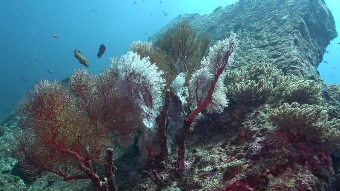 泰国科邦西米兰群岛的水下Gorgonia珊瑚