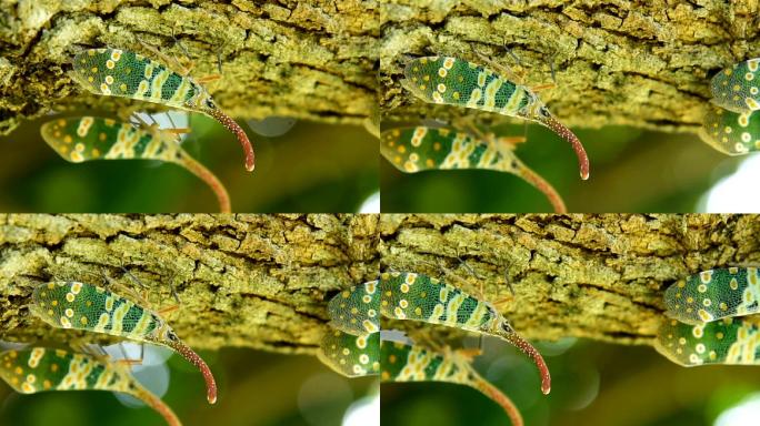 灯笼蝇大自然生物幼虫