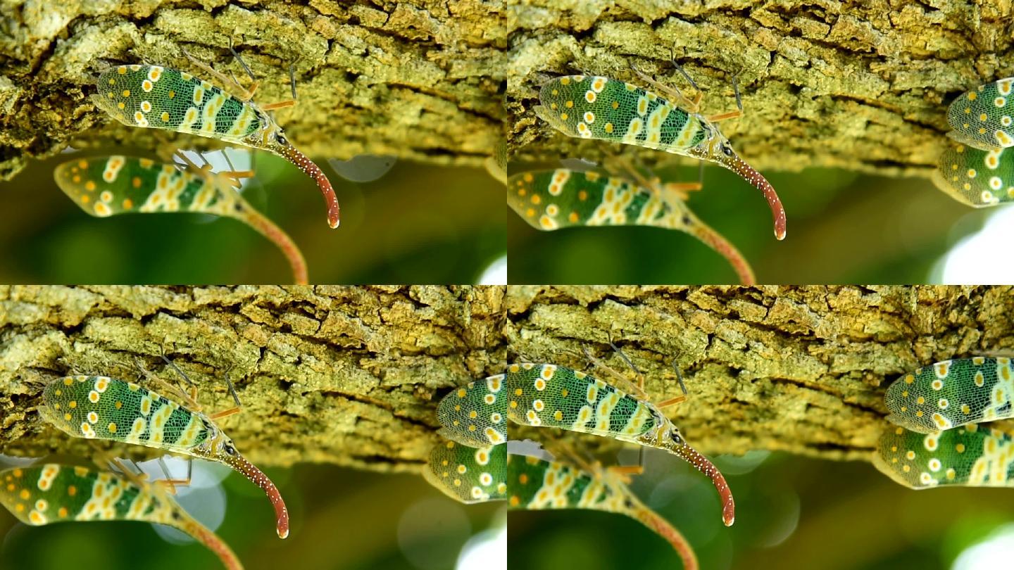 灯笼蝇大自然生物幼虫