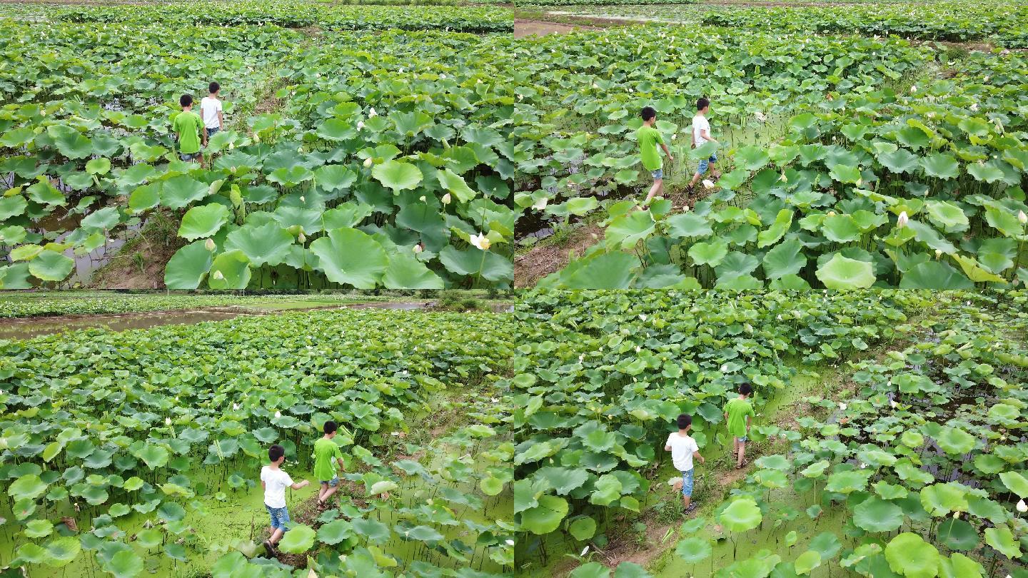 二个小男孩在荷花池行走