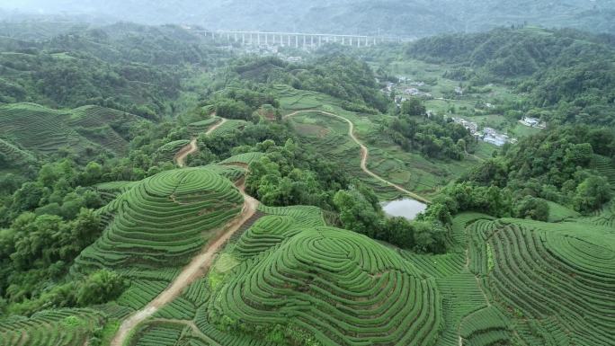 四川雅安名山县大地指纹茶园航拍