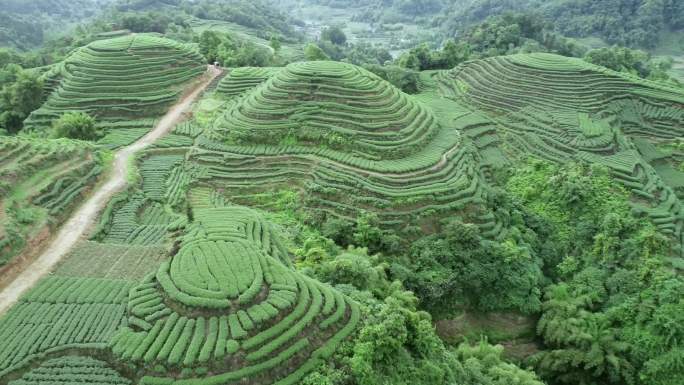 四川雅安名山县大地指纹茶园航拍