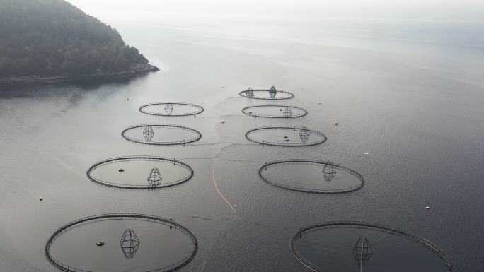 无人机鸟瞰图：挪威的鲑鱼养殖