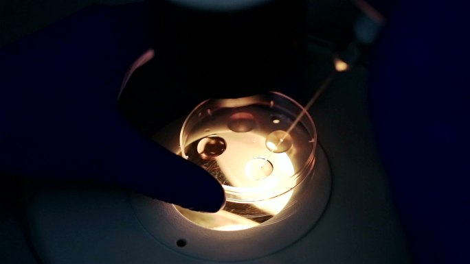 胚胎学家的手与人类细胞一起工作。体外受精。
