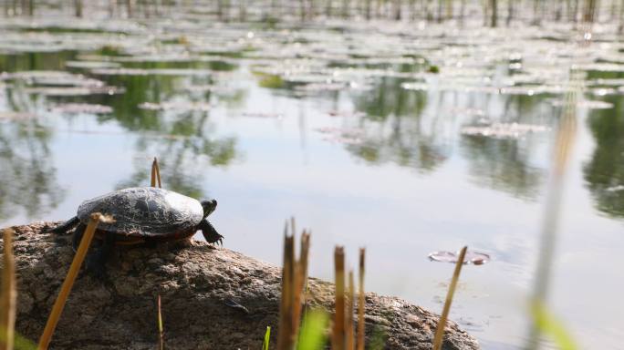 野生黑海龟在日落时看着沼泽池塘