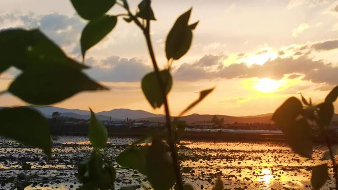 稻田地田埂里倒映的夕阳空镜