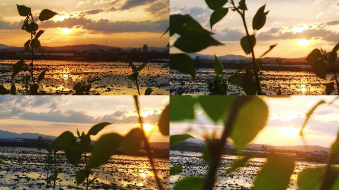 稻田地田埂里倒映的夕阳空镜