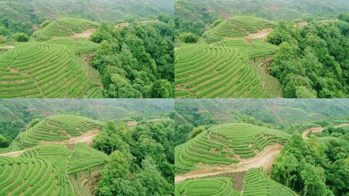 四川雅安名山大地指纹茶园航拍