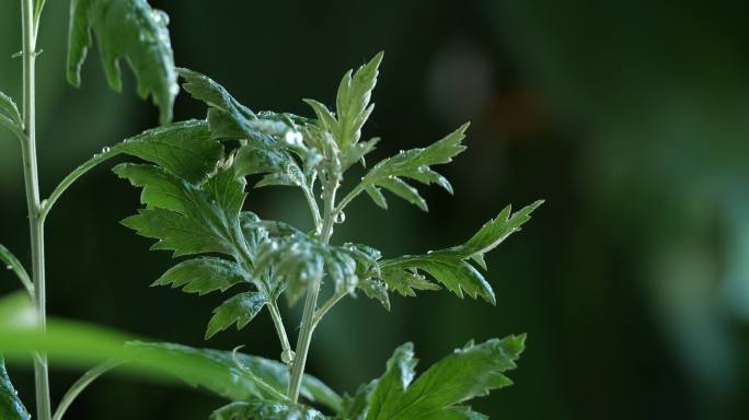 野生草药艾草