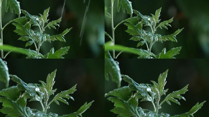 野生草药艾草