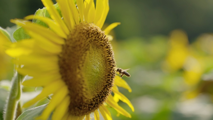 4K实拍向日葵蜜蜂采蜜