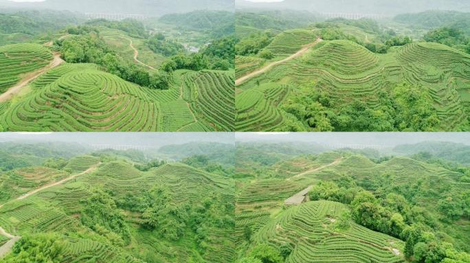 四川名山大地指纹茶园航拍