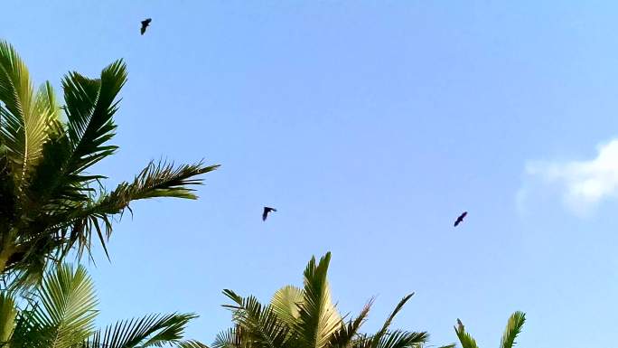 蝙蝠在棕榈树之间高飞