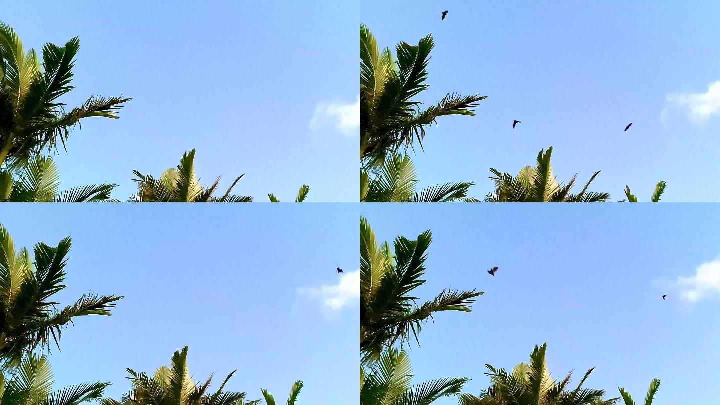 蝙蝠在棕榈树之间高飞
