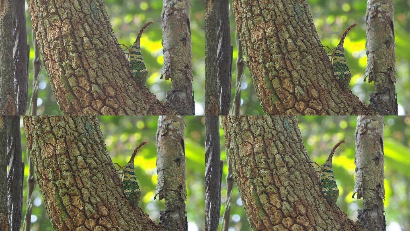 树皮上的黄蝽视频素材大自然
