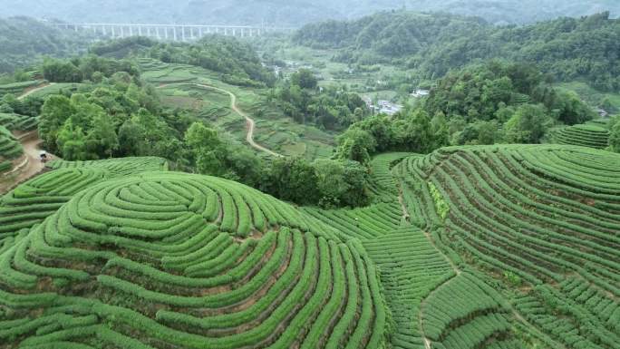 四川雅安大地指纹茶园航拍