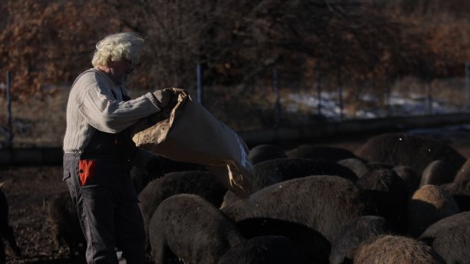 在露天农场专门喂养猪的资深牧民