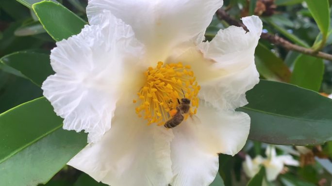 油炸蛋花树中的澳大利亚本土蜜蜂