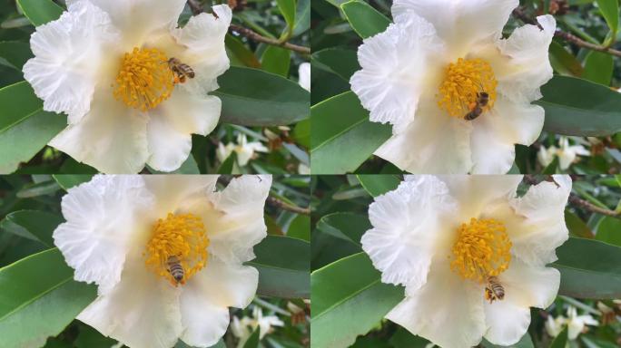 油炸蛋花树中的澳大利亚本土蜜蜂