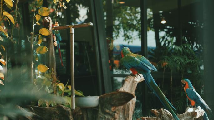 美丽的金刚鹦鹉养鸟花园院子