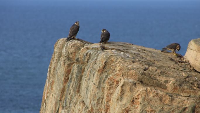 威海海边山岩上的三只游隼